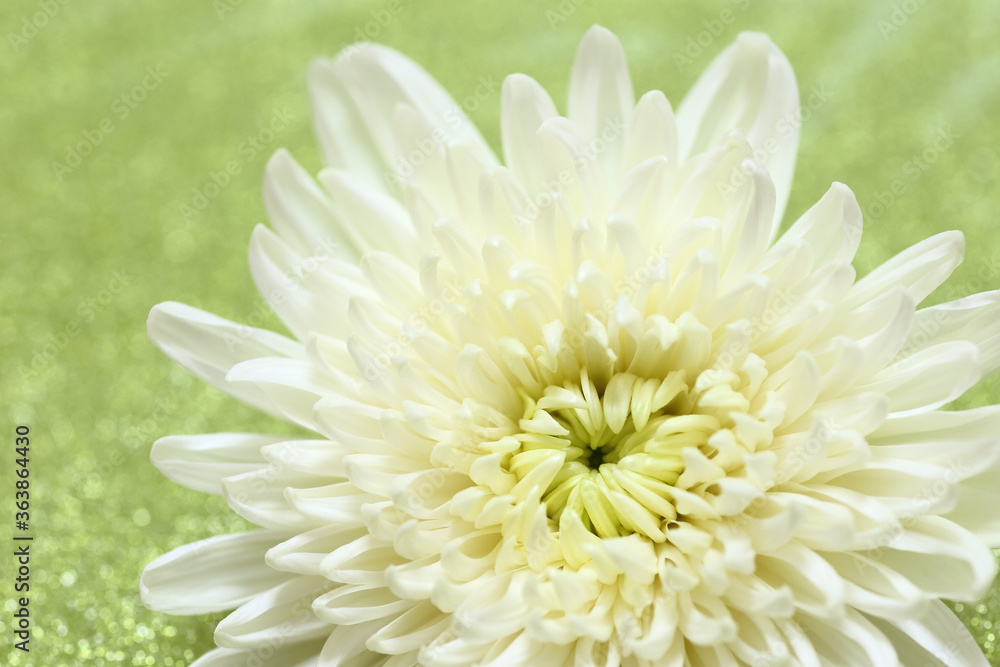 white chrysanthemum flower on green background white chrysanthemum flower on green background