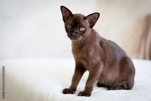 Burmese cat at home. Bright interior in the kitchen. Burmese kitten is sitting. Brown cat with brown eyes. White walls. © Iryna Boro
