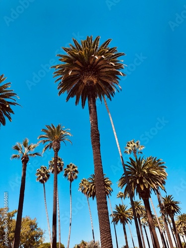 palm tree against blue sky