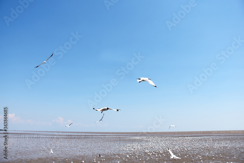 The seagulls on air above the sea water surface view horizon at Samutprakan  Thailand