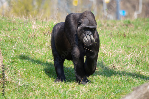  wild black gorilla in the park on the grass on a sunny day