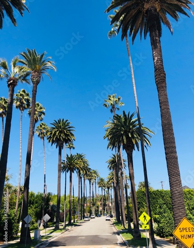 palm trees in Los Angeles