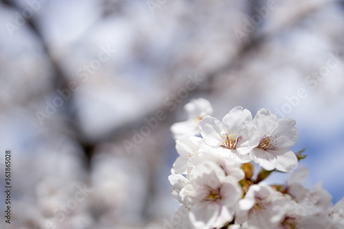 Wallpaper Mural 桜 Torontodigital.ca