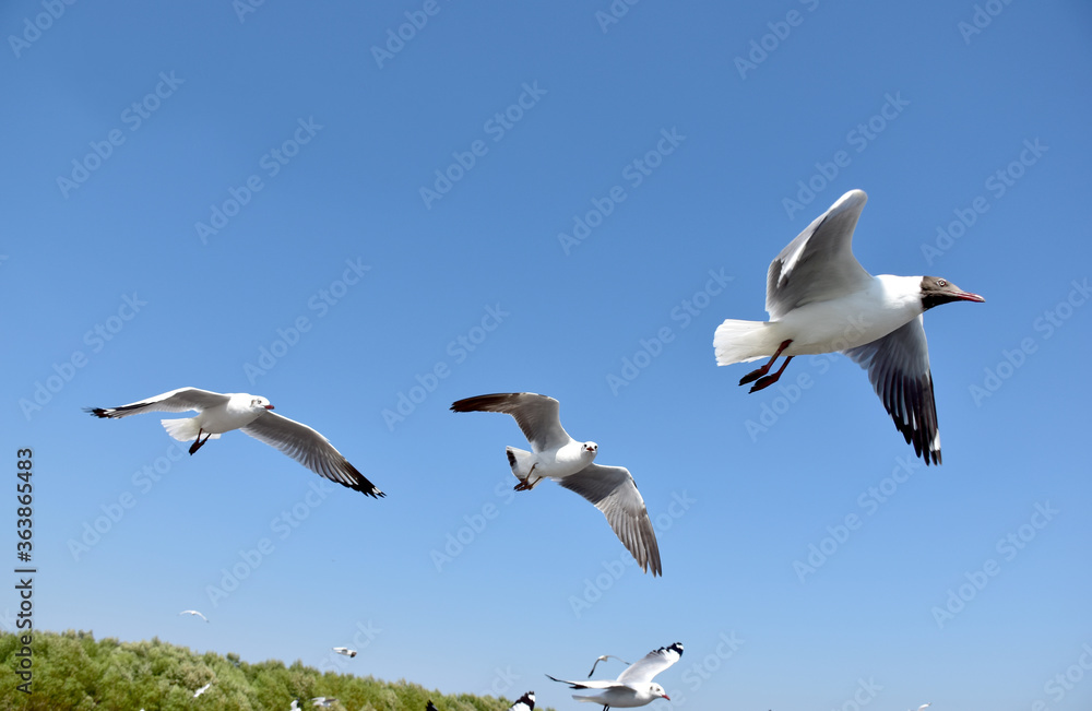 The seagulls on air above the sea water surface view horizon at Samutprakan, Thailand The seagulls on air above the sea water surface view horizon at Samutprakan, Thailand