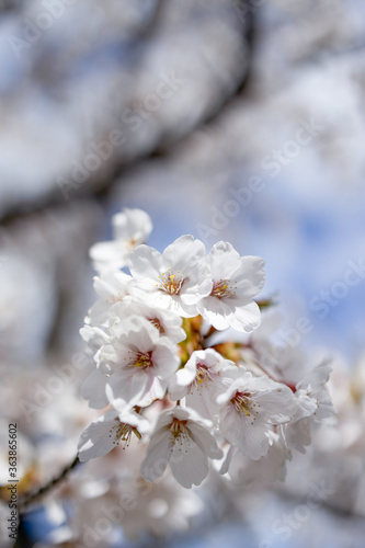 Wallpaper Mural 桜 Torontodigital.ca