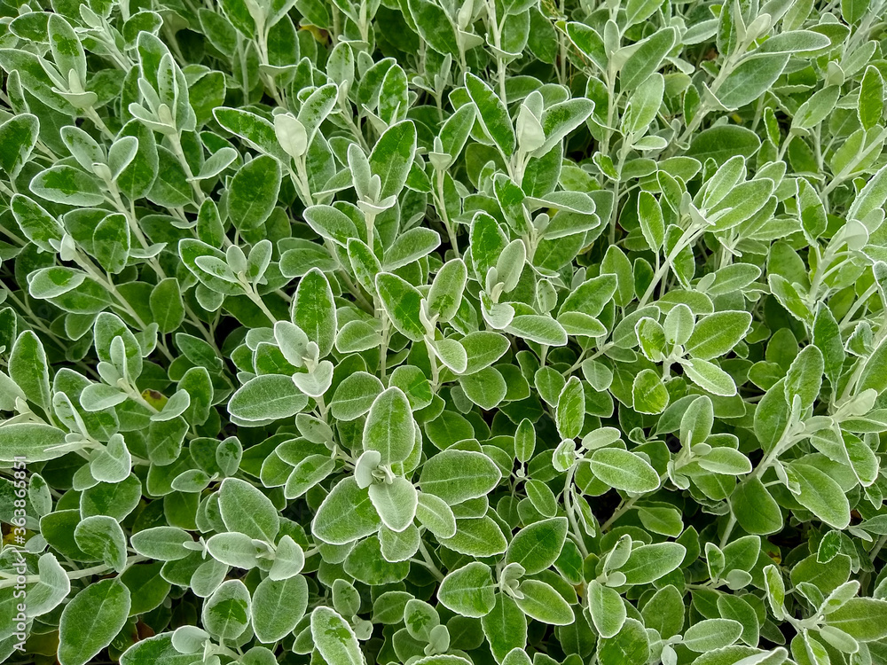Fototapeta premium Brachyglottis greyi