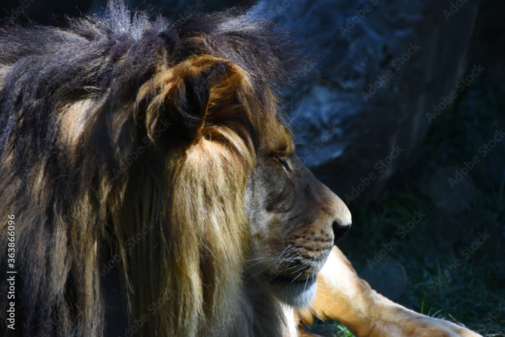 Naklejka premium Lion looking something