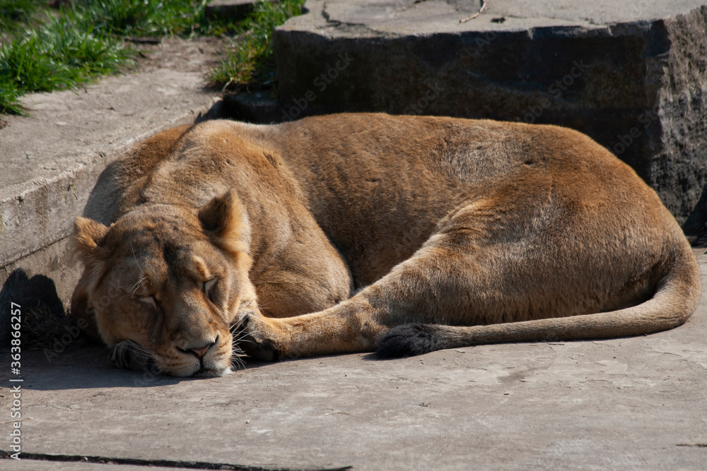 wild lioness in the park on the grass during the day
wild lioness in the park on the grass during the day