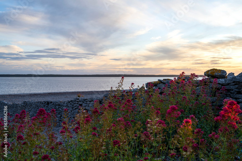 Red summer flowers with stone wall with summer sunset background