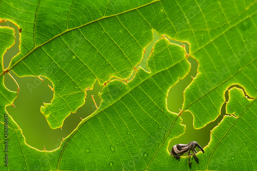 Little Insect  on Green Leaf