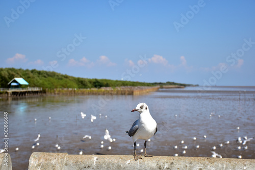 Wallpaper Mural Seagull portrait against sea shore. Close up view of bird seagull sitting on the edge of the bridge at Bangpu Recreation Center, Samut Prakan, Thailand Torontodigital.ca