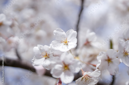 桜