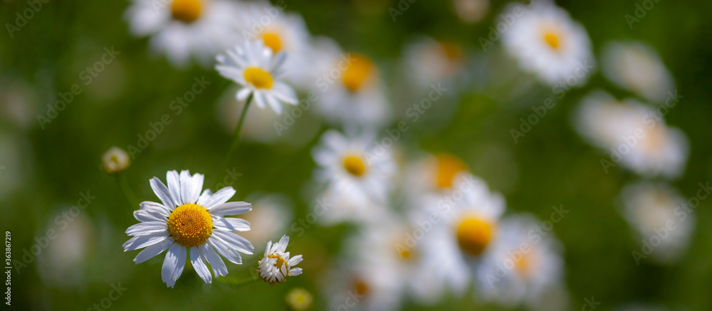 Fototapeta premium Camomile in the meadow. Macro photography, narrow focus.