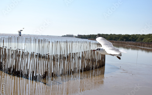 Seagulls flying among blue sky and flying over the sea at Bangpu Recreation Center, Samutprakan, Thailand photo