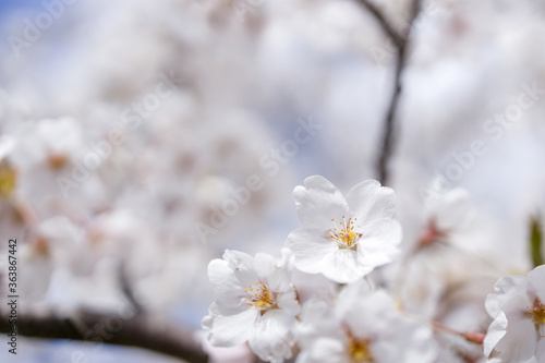 Wallpaper Mural 桜 Torontodigital.ca