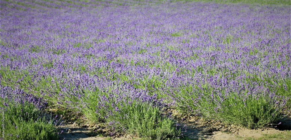 Lavendel Lavendel