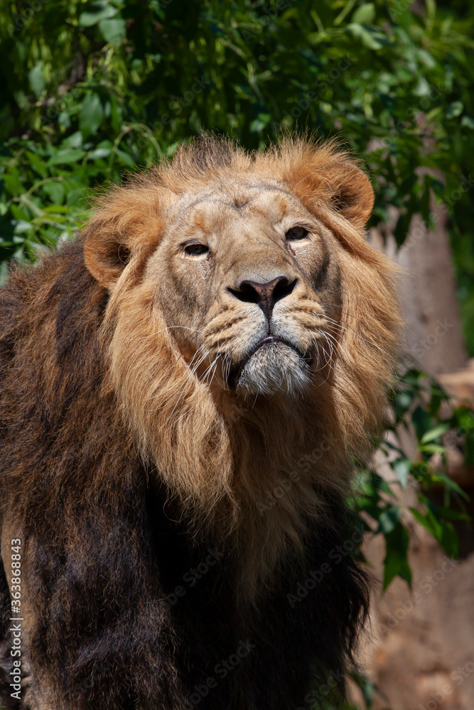 
majestic wild lion with mane in the park and blurred background