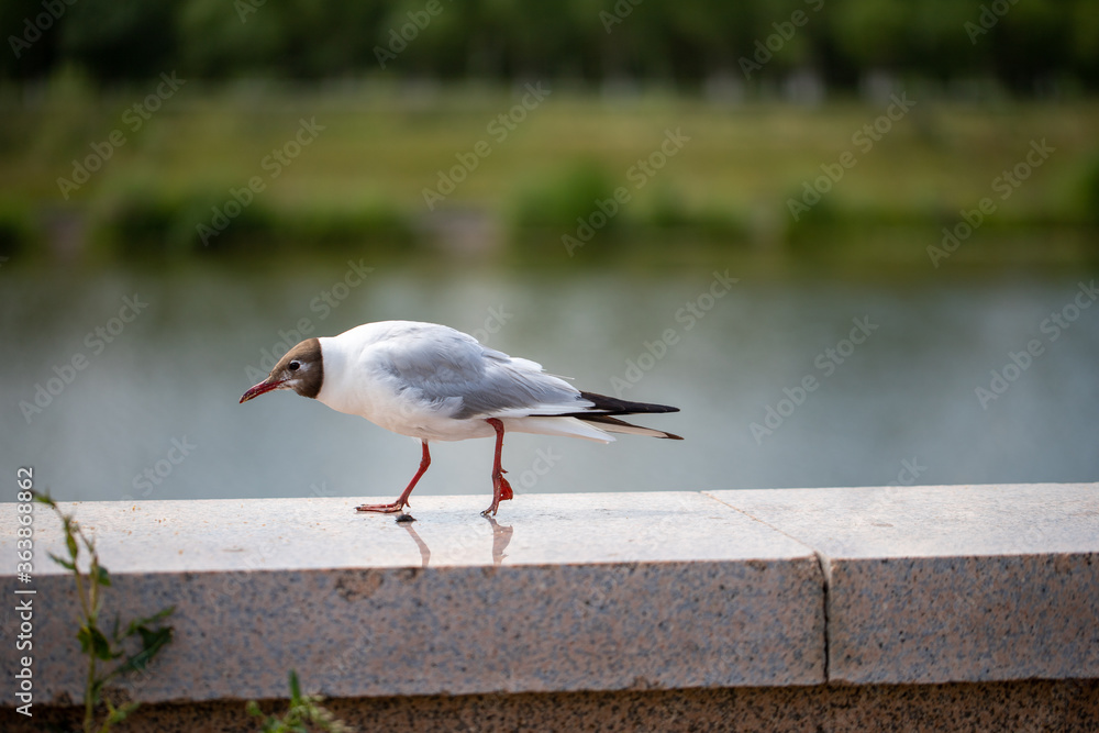 Black-headed gull or Chroicocephalus ridibundus walking on the Ishim embankment. Black-headed gull or Chroicocephalus ridibundus walking on the Ishim embankment.