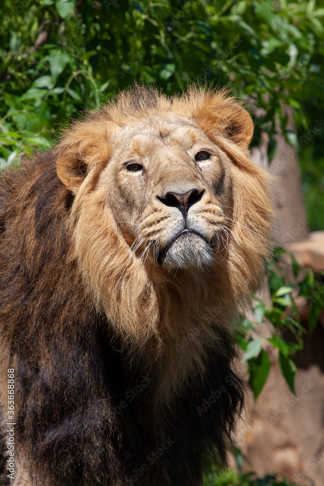 
majestic wild lion with mane in the park and blurred background