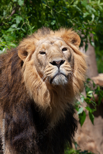  majestic wild lion with mane in the park and blurred background