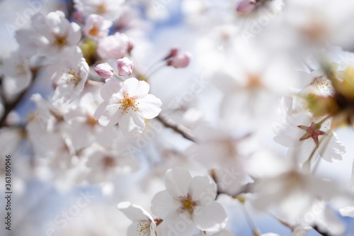 Wallpaper Mural 桜 Torontodigital.ca