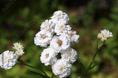 apple tree flowers