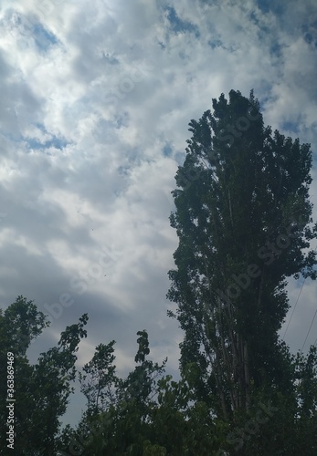 Clouds and trees