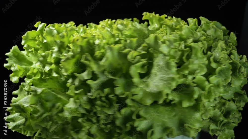 fresh green leaf lettuce rotates in a plate on a black background slow motion fresh green leaf lettuce rotates in a plate on a black background slow motion
