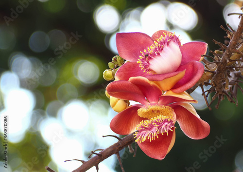 Beautiful close-up of Cannonball flowers, Couroupita guianensis, on blurred natural bokeh background, abstract.