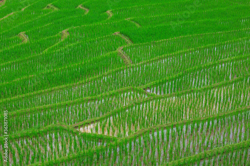 green rice terraces on holiday at pa bong paing village, Mae-Jam Chiang mai, Thailand