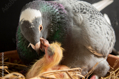 Obraz na plátně homing pigeon feeding corp milk to hatch in nest