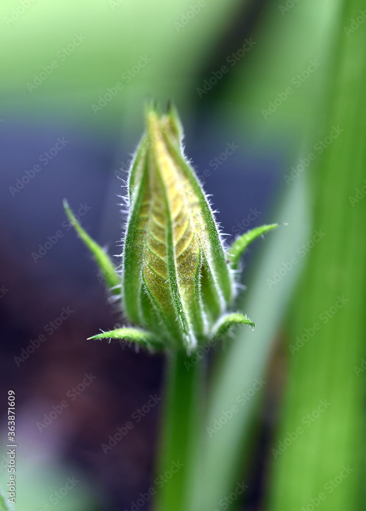 Nahaufnahme einer Zucchiniknospe Nahaufnahme einer Zucchiniknospe