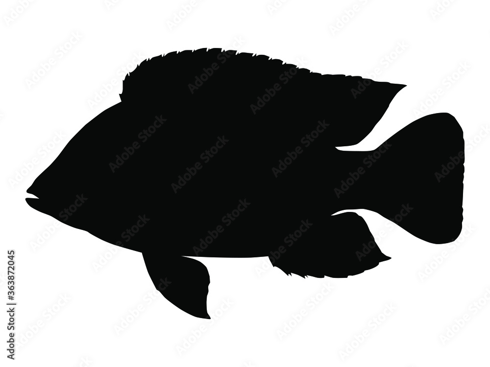 Tilapia fish silhouette. Vector illustration. Stock Vector Adobe Stock
