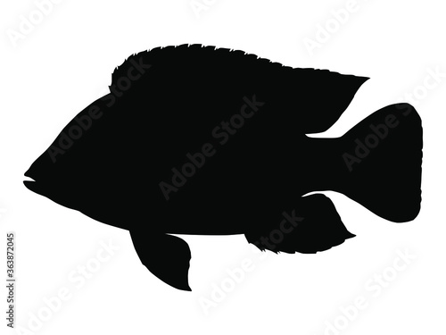 Tilapia fish silhouette. Vector illustration.