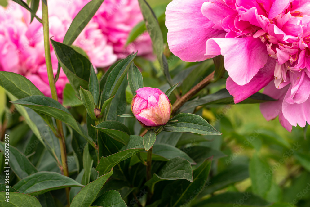 Peony is a genus of herbaceous perennials and deciduous shrubs. unblown peony buds. selective focus