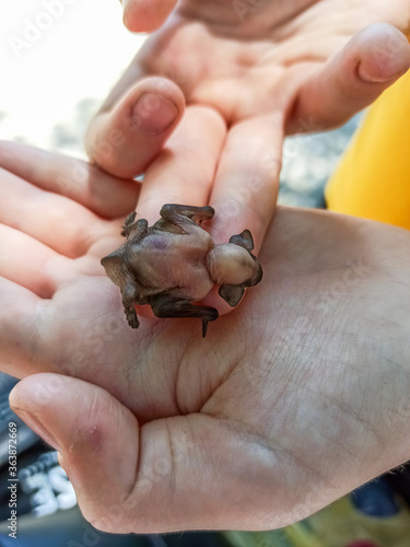 A baby bat in the hands of a man. A baby bat fell out of its nest. photo