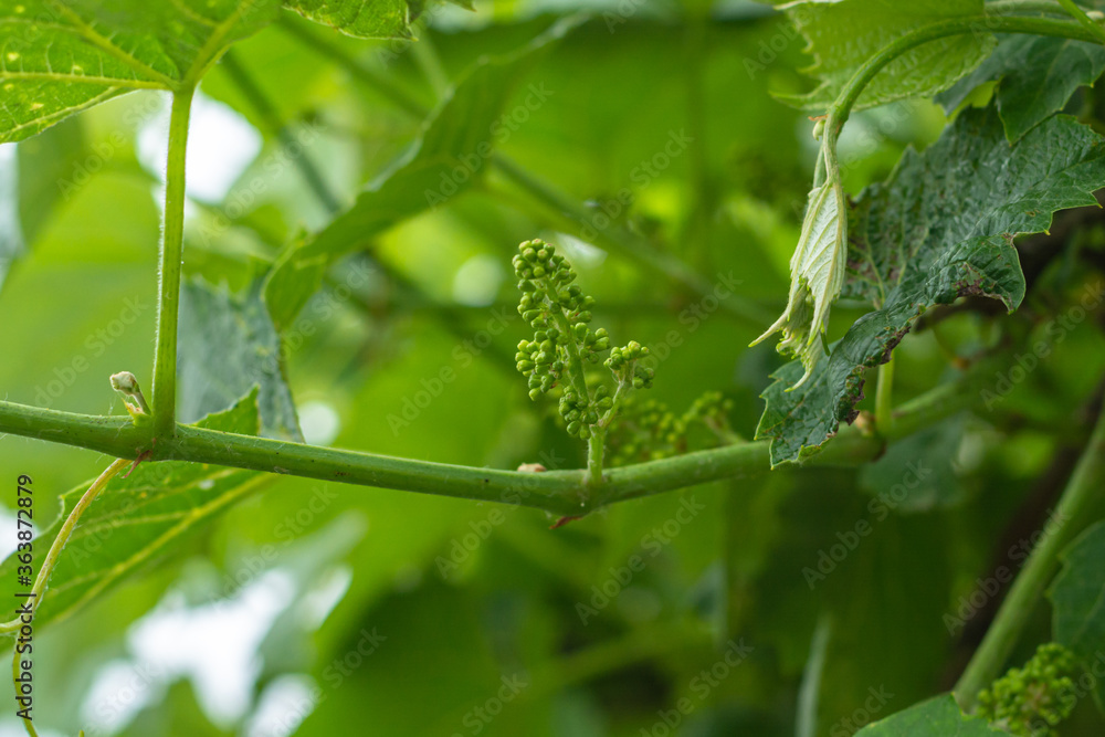 green berries of a young blue grape starting to form. Valuable food product and raw materials for winemaking. Selective focus green berries of a young blue grape starting to form. Valuable food product and raw materials for winemaking. Selective focus