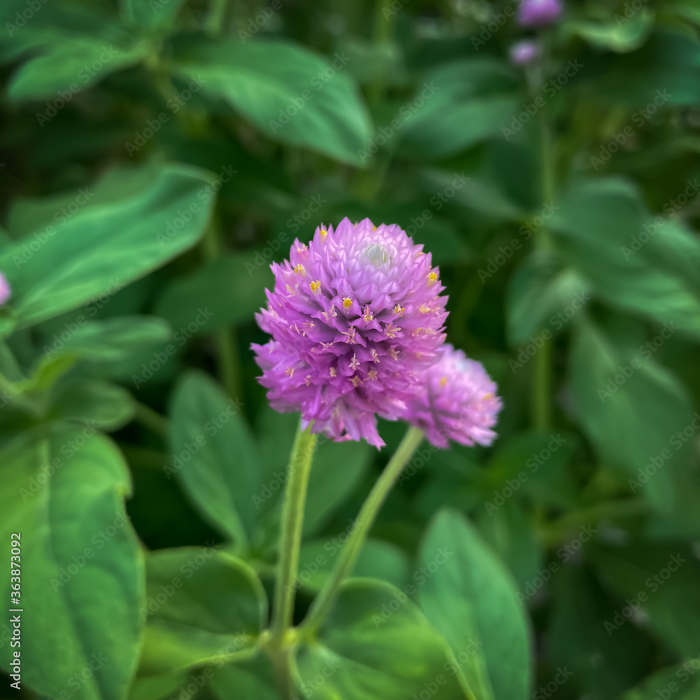 flower of a clover flower of a clover