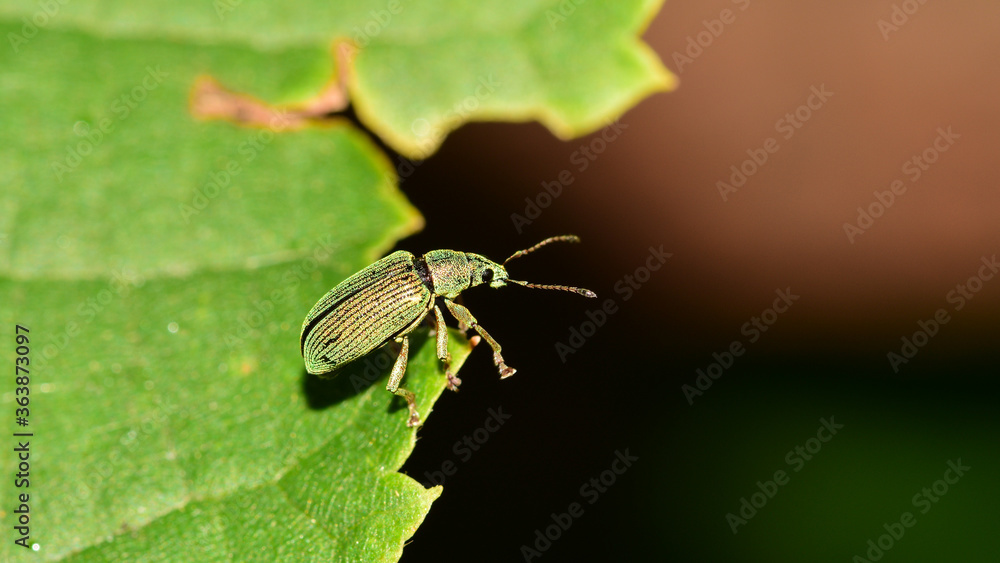 Grünrüssler, Silberne Grünrüssler, Silbriggrüner Laubholzrüssler, Goldgrüner Blattnager, Phyllobius argentatus, Curculionidae, Rüsselkäfer, Käfer, Insekt, Grünrüssler, Silberne Grünrüssler, Silbriggrüner Laubholzrüssler, Goldgrüner Blattnager, Phyllobius argentatus, Curculionidae, Rüsselkäfer, Käfer, Insekt,