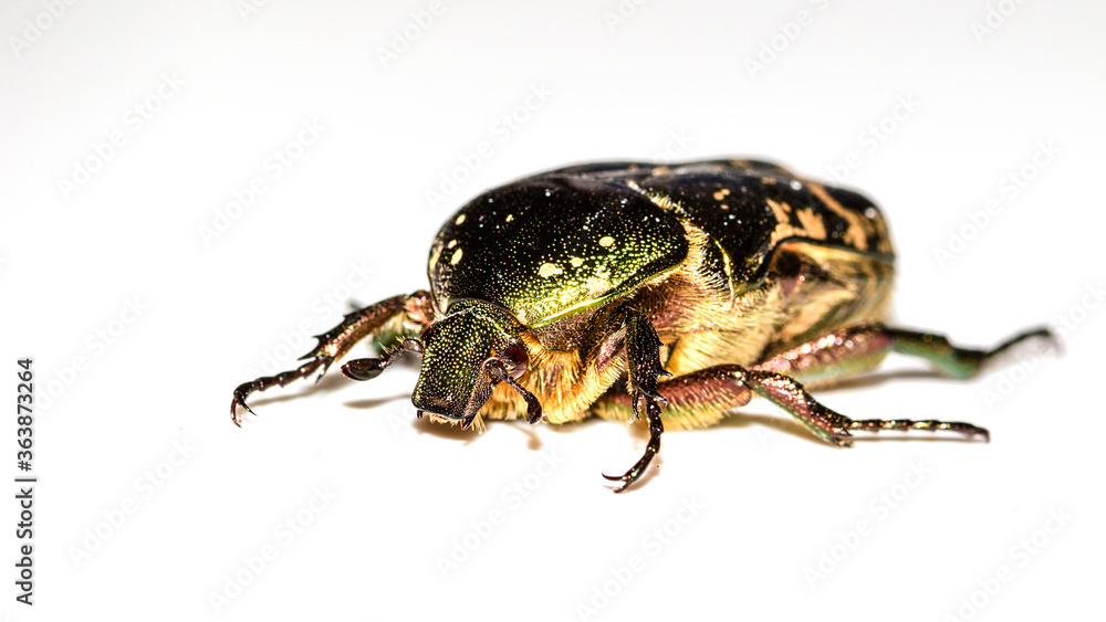 Naklejka premium Goldglänzender Rosenkäfer, Cetonia aurata, Rosenkäfer, Käfer, Insekt