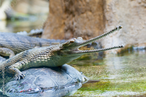 gavial crocodile in the water photo