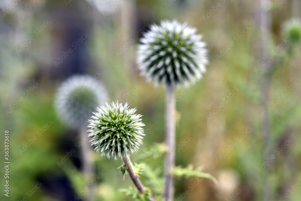 Blüten einer weißen Kugeldistel Blüten einer weißen Kugeldistel