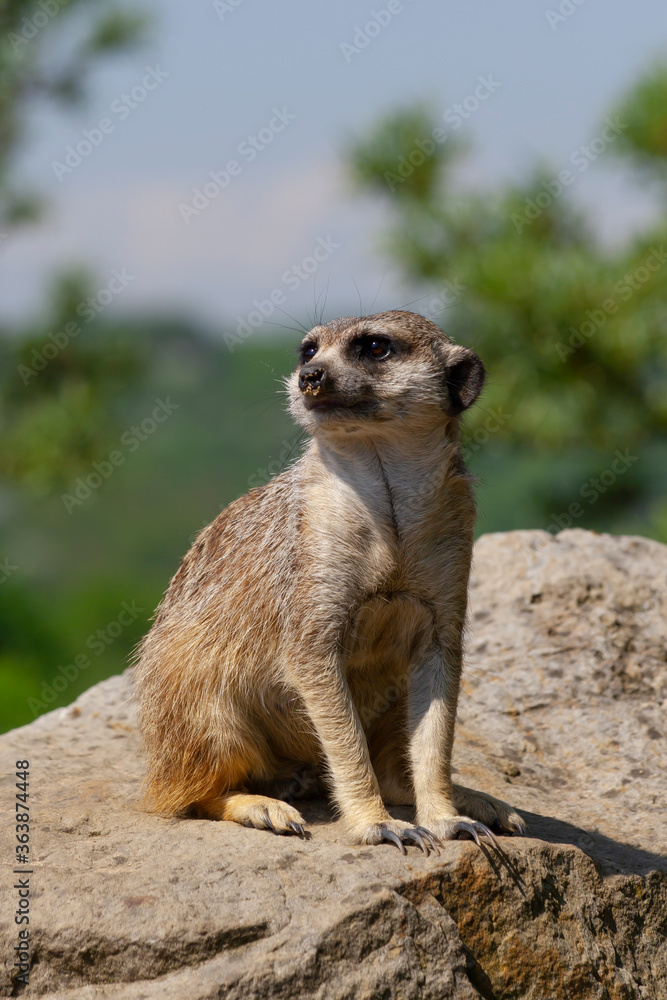 Fototapeta premium meerkat on the lookout at rock in nature 