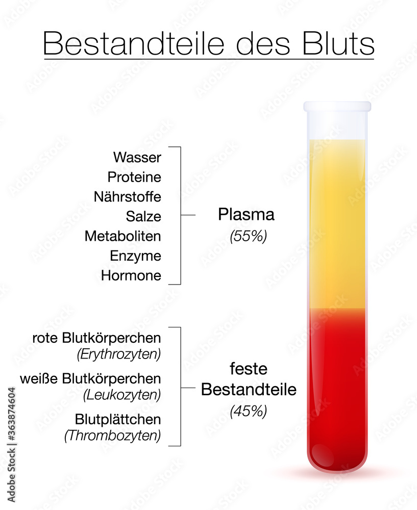 Components of blood infographic, german text. Test tube with centrifuged plasma and solid components - the red and white blood cells and platelets. Isolated vector on white.
