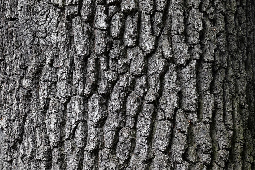Embossed texture of tree bark. Tree trunk with natural bark patterns on the surface. Natural wood background. Closeup side view. Embossed texture of tree bark. Tree trunk with natural bark patterns on the surface. Natural wood background. Closeup side view.