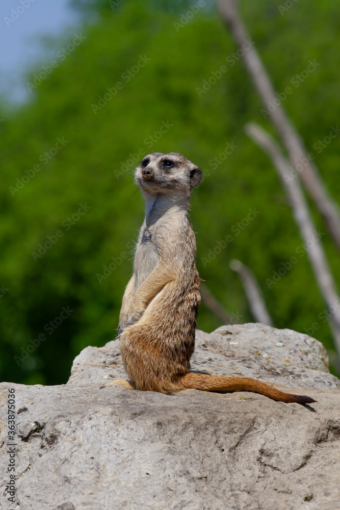 Fototapeta premium wild meerkat on a guard on a stone with a blurred background