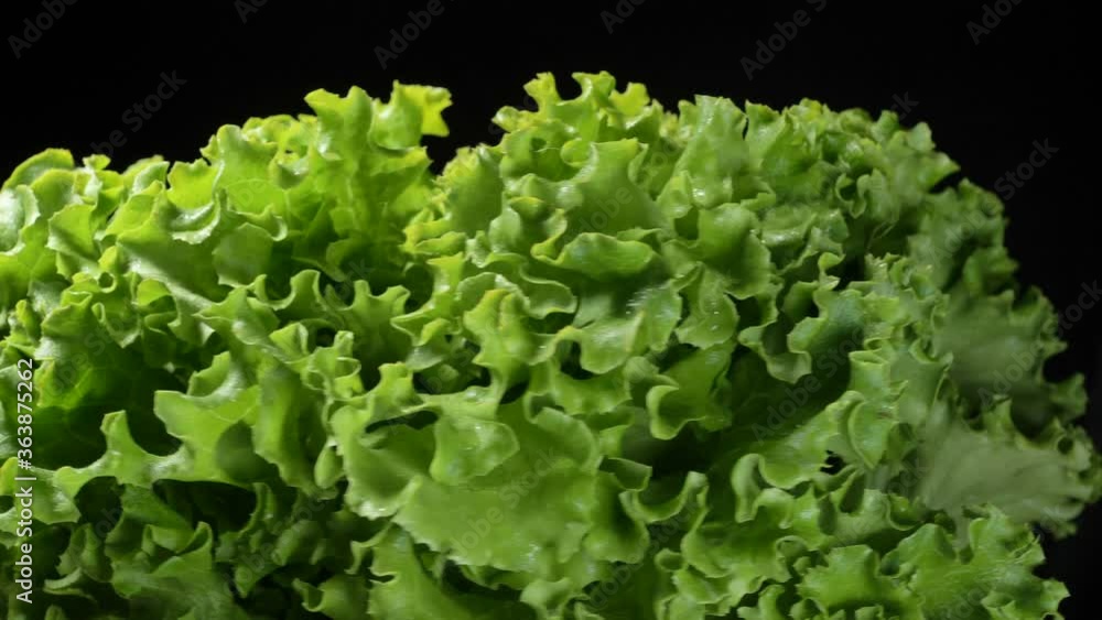 green lettuce leaves rotate clockwise close up on a black background and stop slow motion, fresh wet greens demonstration green lettuce leaves rotate clockwise close up on a black background and stop slow motion, fresh wet greens demonstration