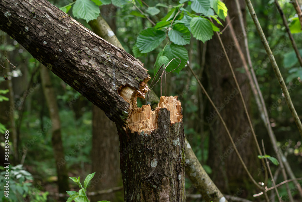 conifer tree trunk broken in half. a consequence of a natural phenomenon, a storm. Forest destruction. conifer tree trunk broken in half. a consequence of a natural phenomenon, a storm. Forest destruction.