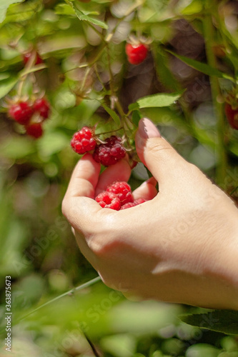Female hand collects ripe red raspberries from a bush in the garden of a close-up. Selective focus.