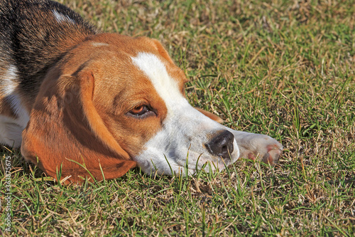 Photos Beagle 8